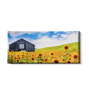 Destination - Sunflowers Panoramic
